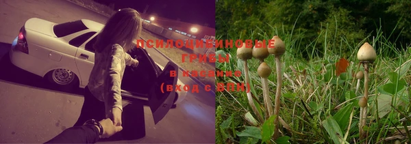 PSILOCYBIN Гусь-Хрустальный